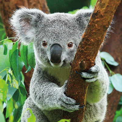 blank card with a photograph of a koala